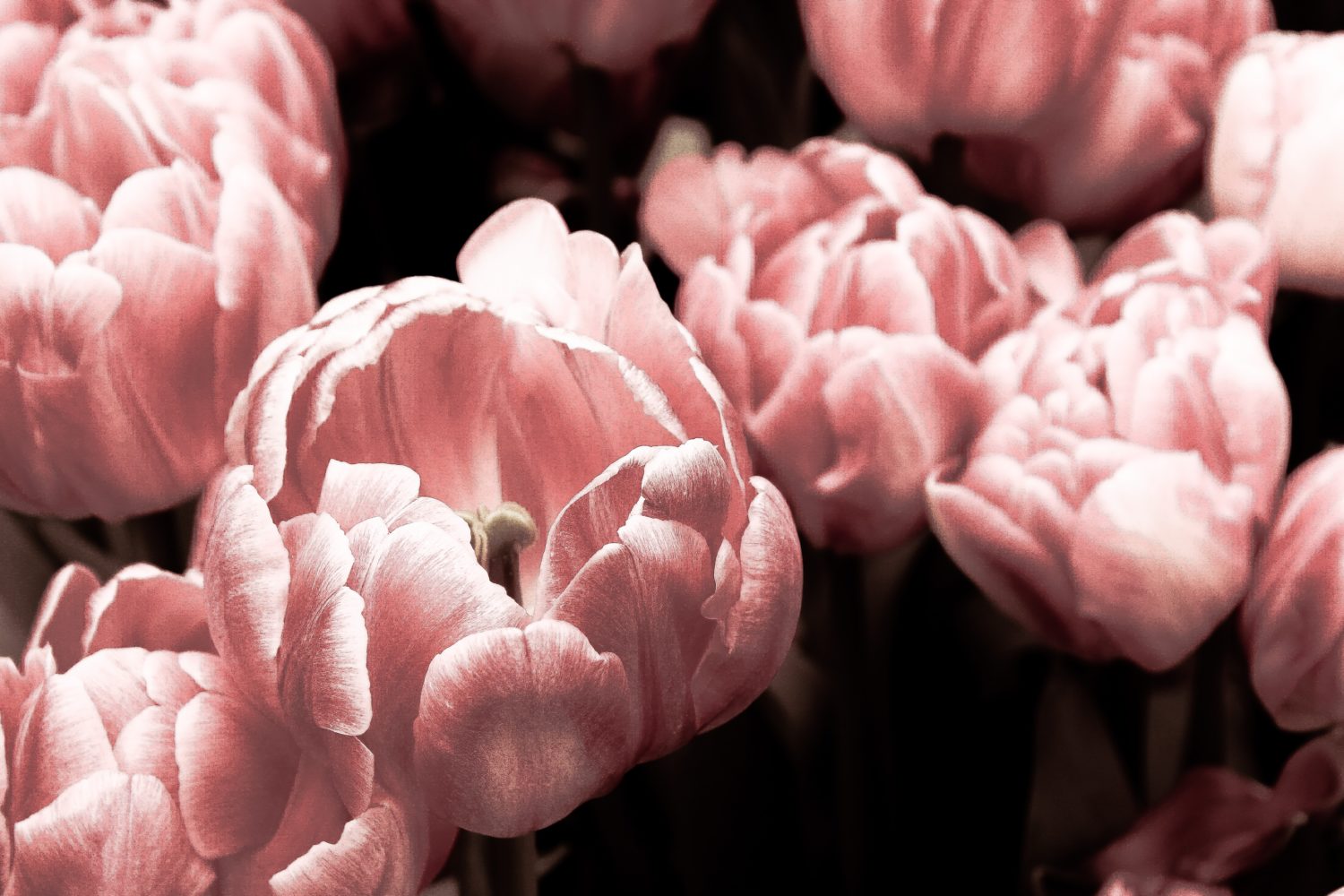 Close up of soft pink flowers.